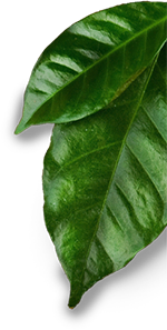the colombian coffee co. coffee leaf