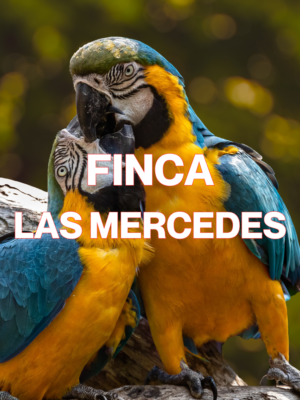 FINCA LAS MERCEDES