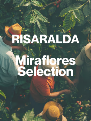 RISARALDA - Miraflores Selection