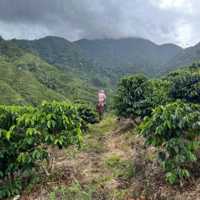 🇨🇴 Introducing our new Limited Edition Series!

This is one we've been looking forward to for a long time.

Straight from our friends at Finca Las Mercedes in Ciudad Bolívar, Antioquia, the region where we grew up, comes a collection we're incredibly proud to share.

It's four coffees from the same farm, same harvest, same Caturra variety and same altitude. The only thing that changes is the processing: Washed, Red Honey, Natural and Anaerobic fermentation. Four completely different coffees, all from the very same cherries.

To give each one the attention it deserves, we'll be roasting and releasing one each week.

Even better, they all have scored 94+ making them some of the most exciting coffees we've had in years.

Available online and at all our cafés while each release lasts.

We hope you enjoy this journey as much as we have. See if you can try all four and pick your favourite. ☕🇨🇴